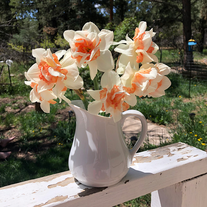 Narcissus care
