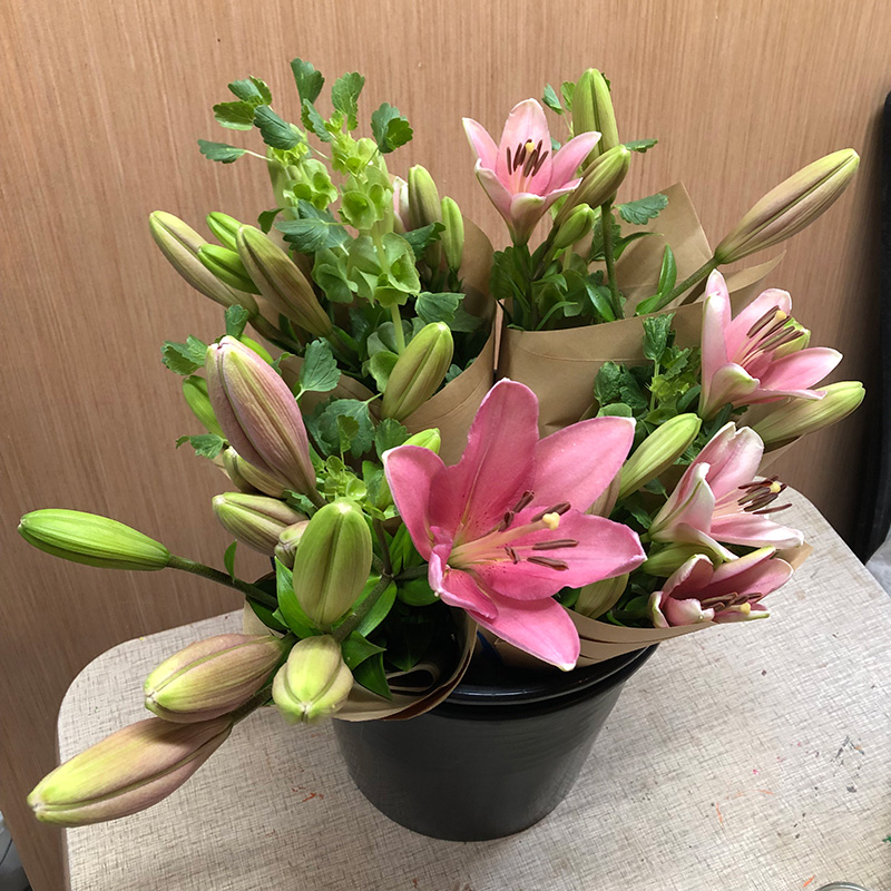 Star flowers